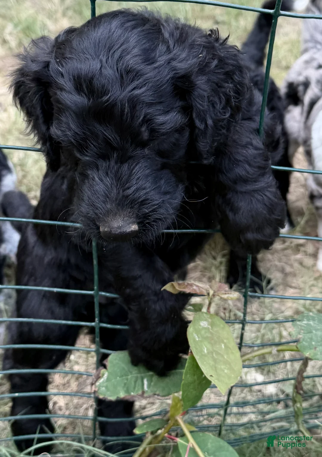 Aussiedoodle dogs for sale: TEN - Ad 1