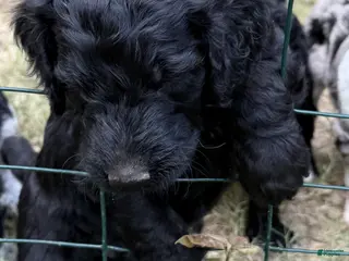 Aussiedoodle dogs TEN - Ad 12