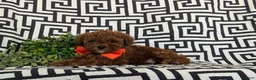 Miniature Poodle dogs for sale: Dolan 11 lbs full grown - Ad 5