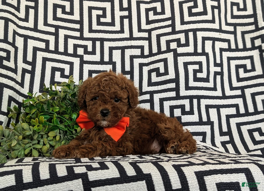 Miniature Poodle dogs for sale: Dolan 11 lbs full grown - Ad 5