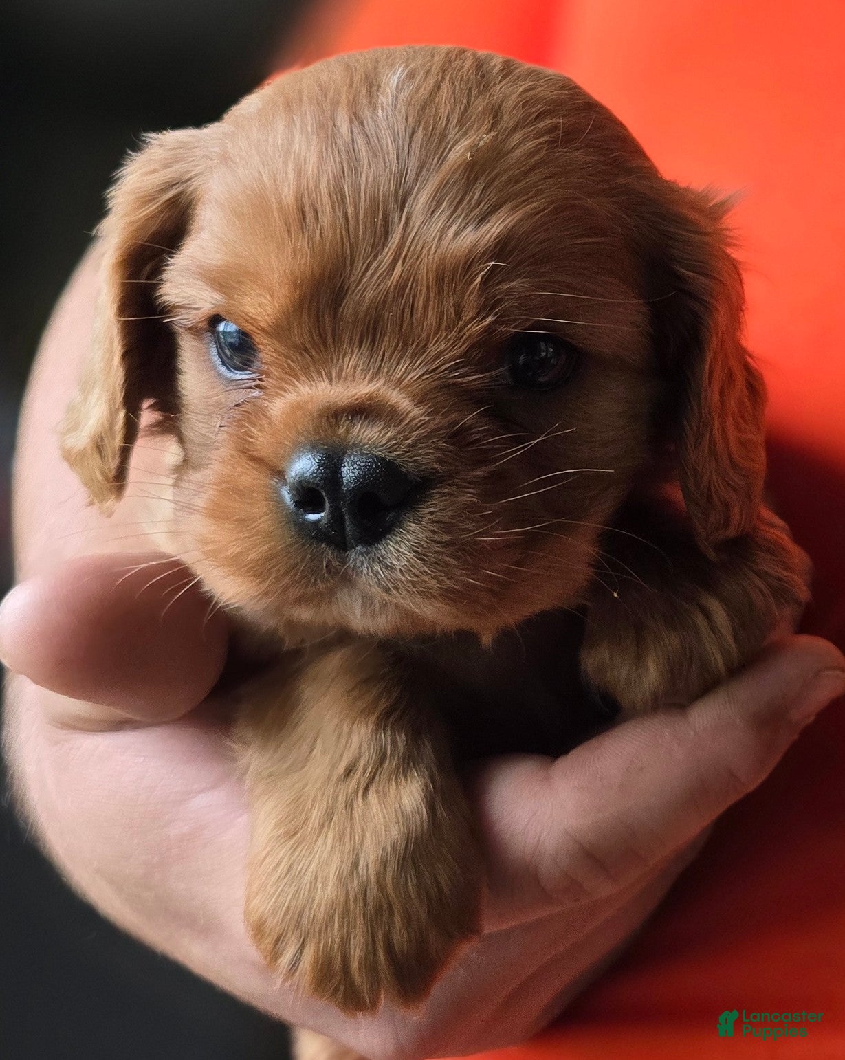 Cavalier King Charles Spaniel dogs Colt - Ad 2