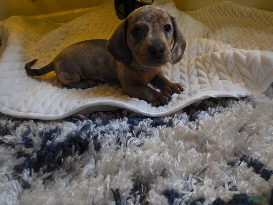 Miniature Dachshund dogs for sale: Freddy - Ad 3