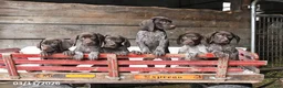 German Shorthaired Pointer dogs for sale: Wally - Ad 5