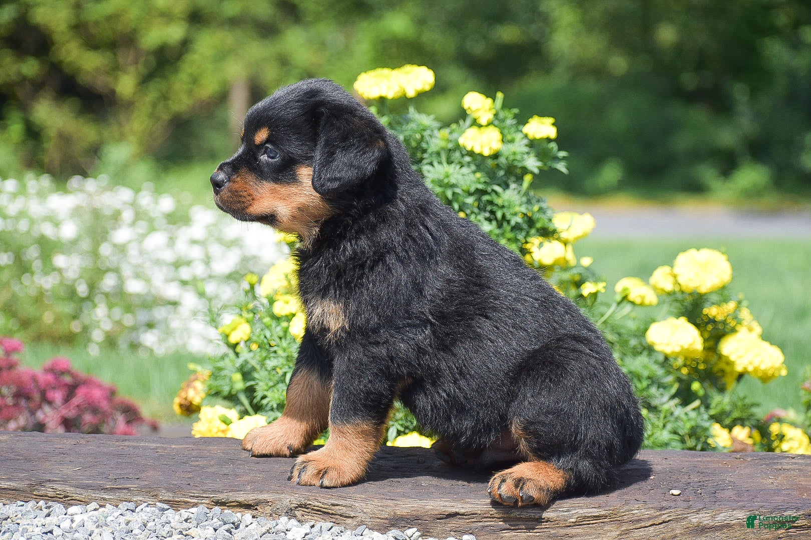Rottweiler dogs Rusty - Ad 2