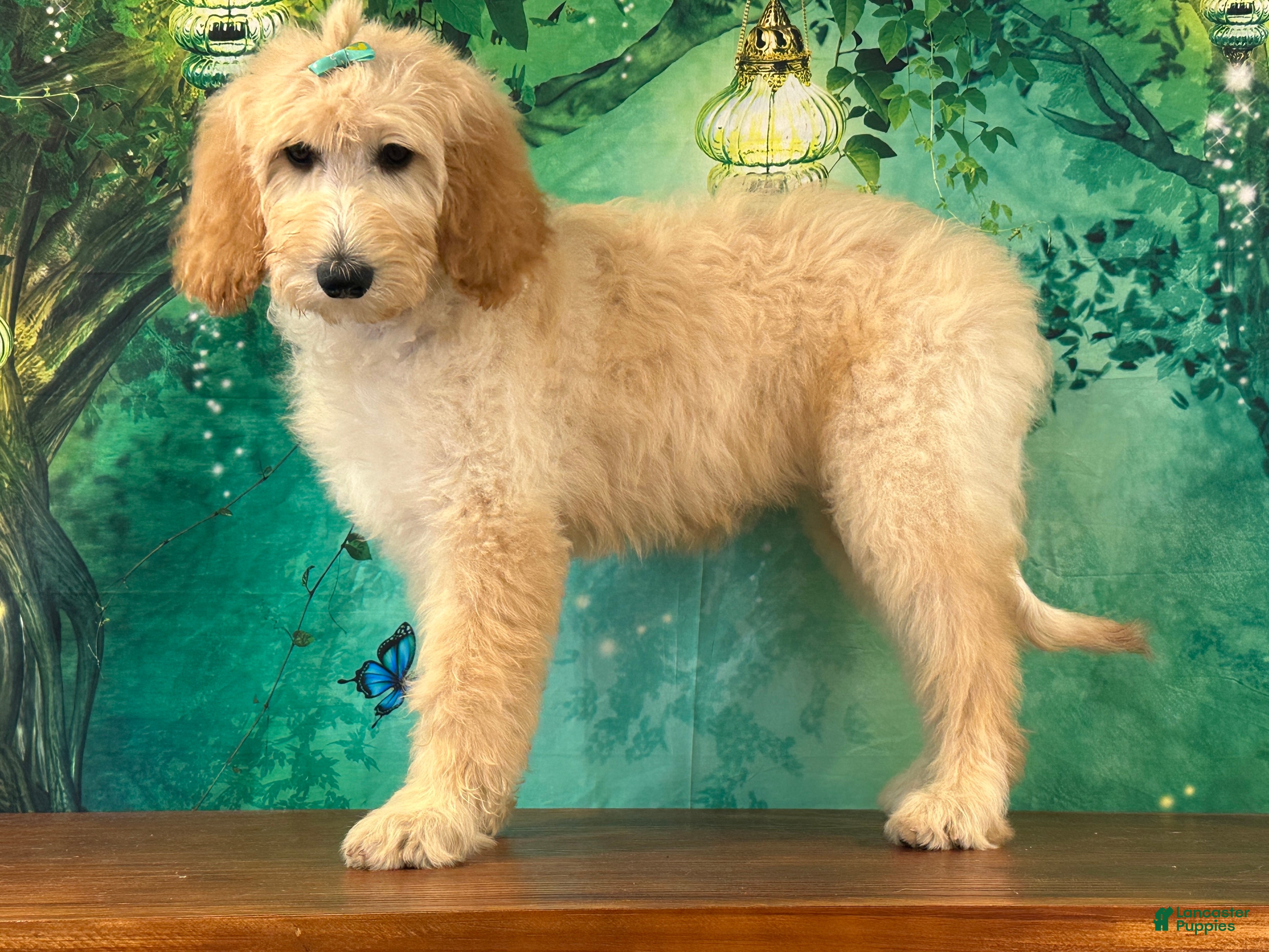 Goldendoodle dogs Duchess - Ad 2