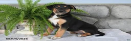 Mixed Breed dogs for sale: Jolly Josie - Ad 3