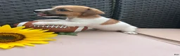 Jack Russell Terrier dogs for sale: Toby - Ad 4