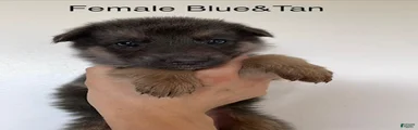 Blue Tan