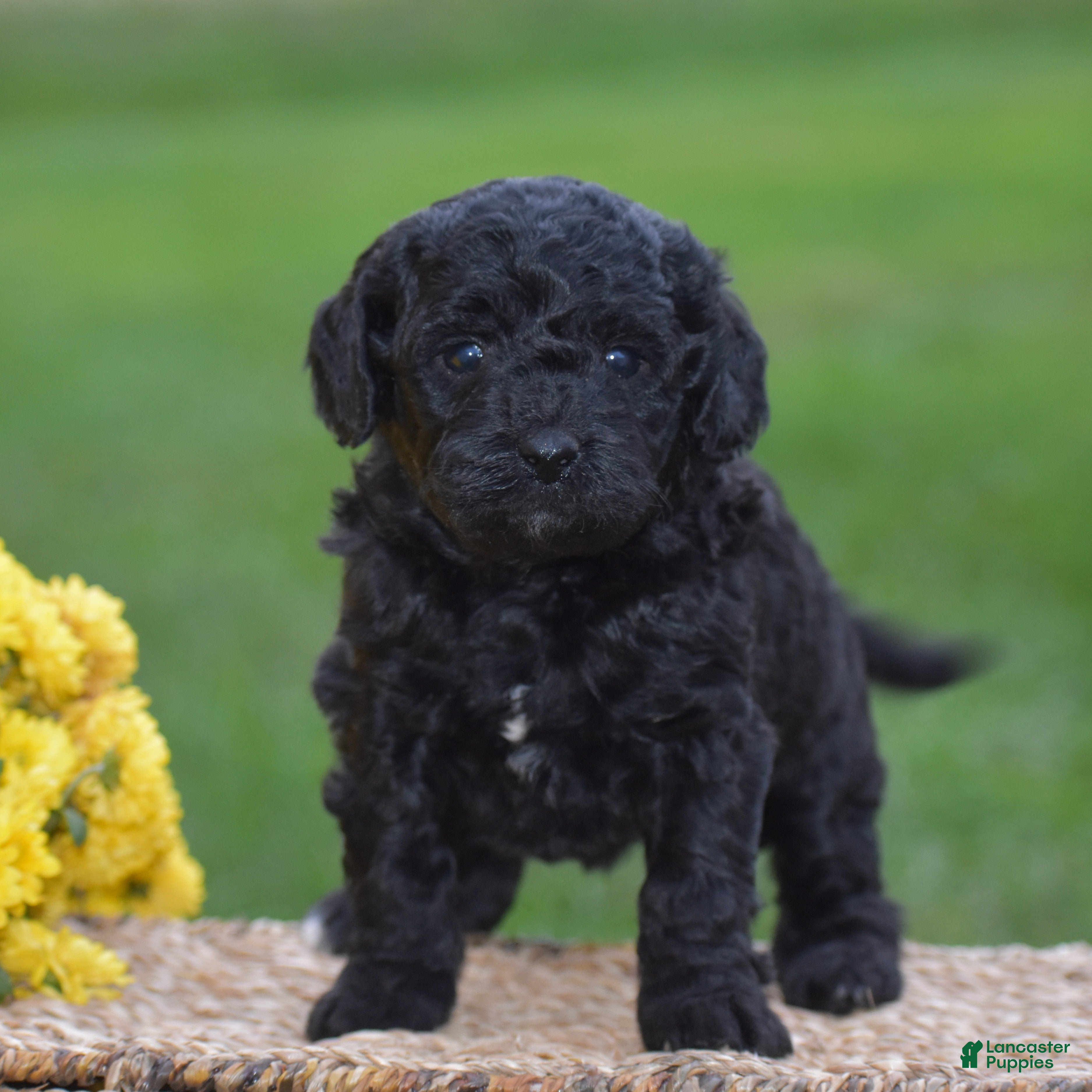Mini Goldendoodle dogs Heidi - Ad 2