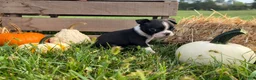 Boston Terrier dogs for sale: Dakota - Ad 6