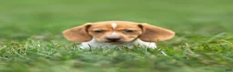 Miniature Dachshund dogs for sale: Missy Miniature Dachshund  - Ad 3