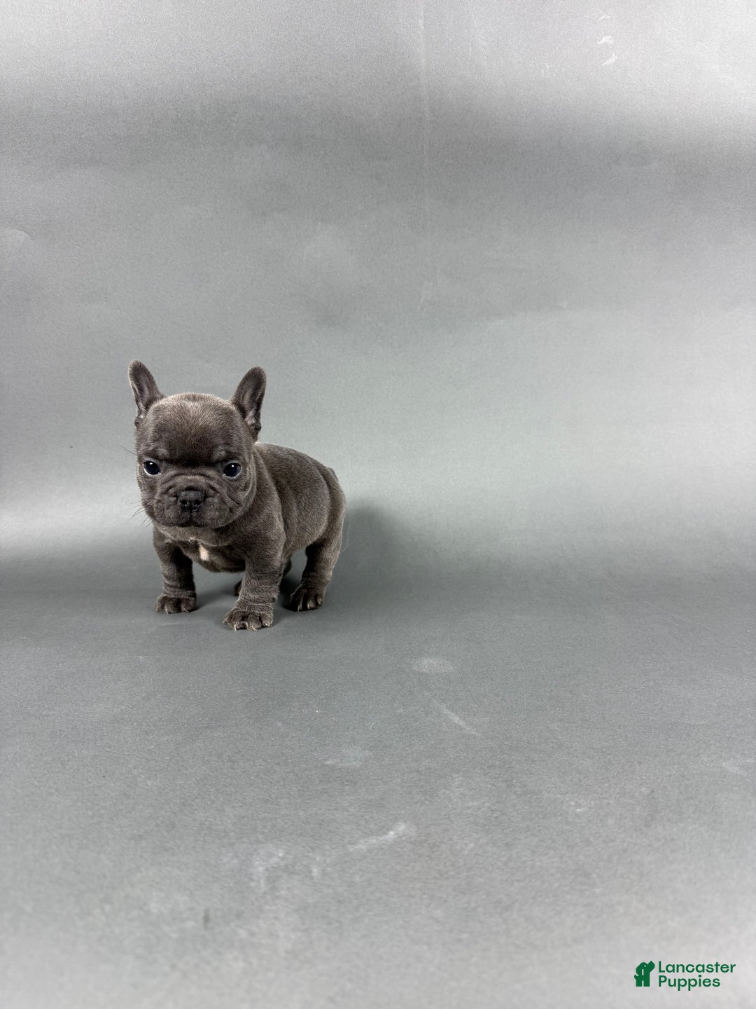 French Bulldog dogs for sale: Bentley  - Ad 2