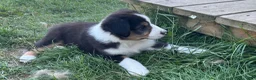 Miniature Australian Shepherd dogs for sale: Miniature Australian Shepherd Puppy 5 - Ad 4