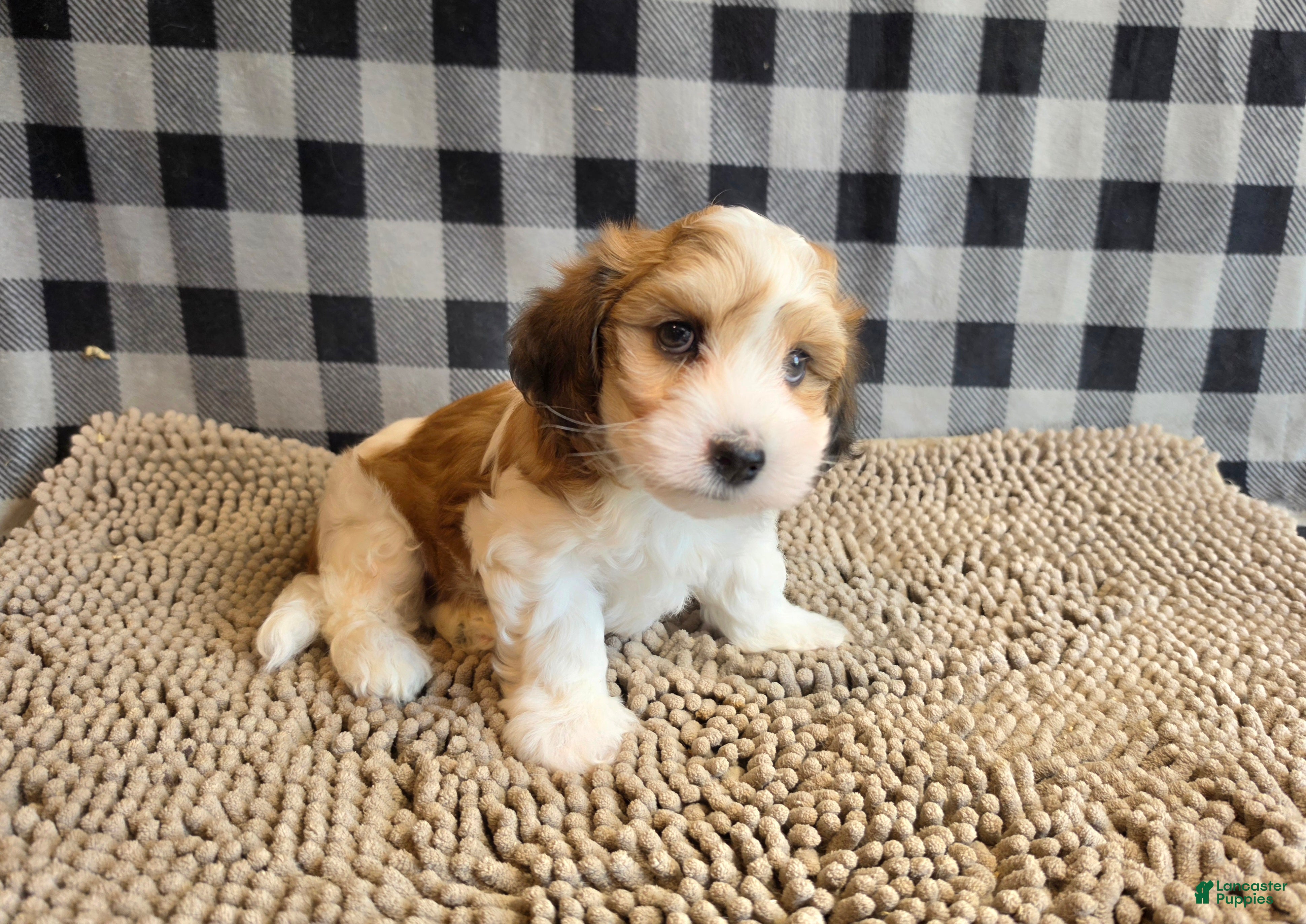Mixed Breed dogs Ben - Ad 2