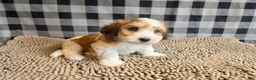 Mixed Breed dogs for sale: Ben - Ad 2