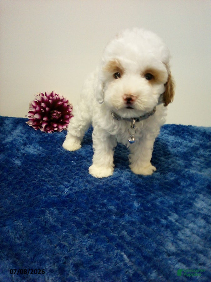 Toy Poodle dogs Burke - Ad 2
