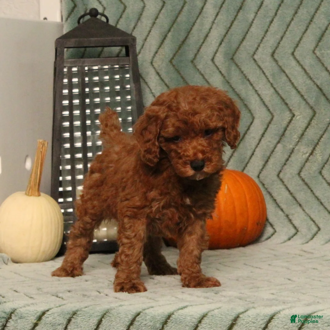 Miniature Poodle dogs for sale: Glory - Ad 1