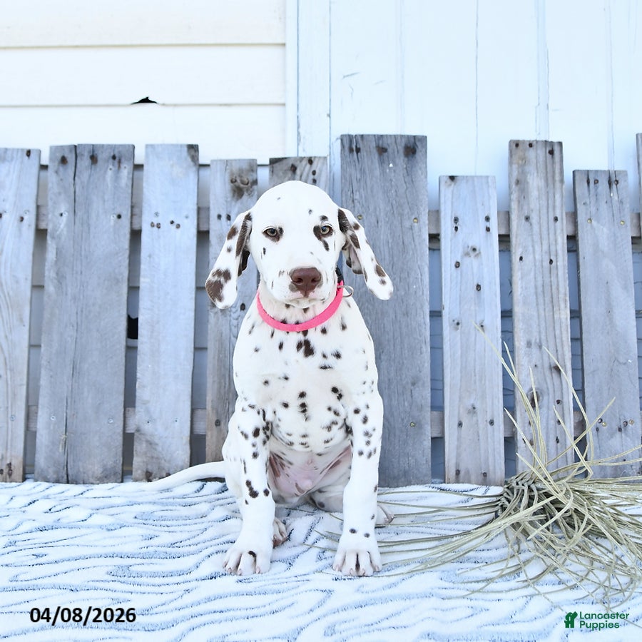 Dalmatian dogs Loki - Ad 2