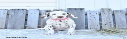Dalmatian dogs for sale: Loki - Ad 2