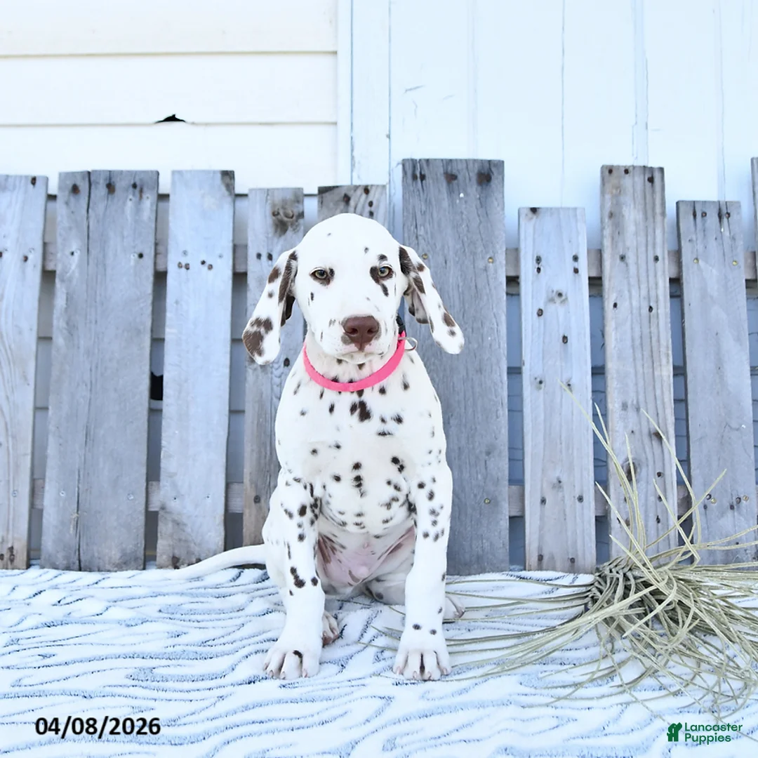 Dalmatian dogs for sale: Loki - Ad 2