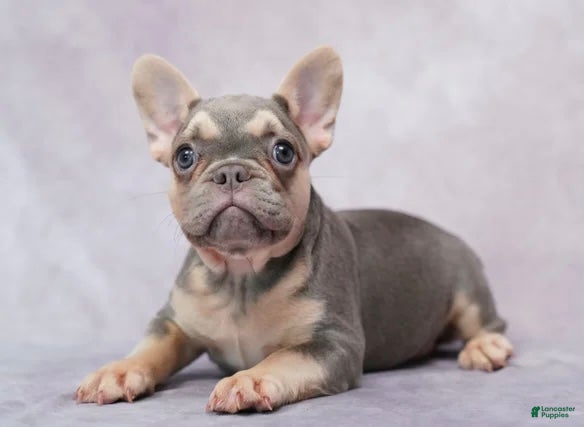 French Bulldog dogs French Bulldog 2 - Ad 42