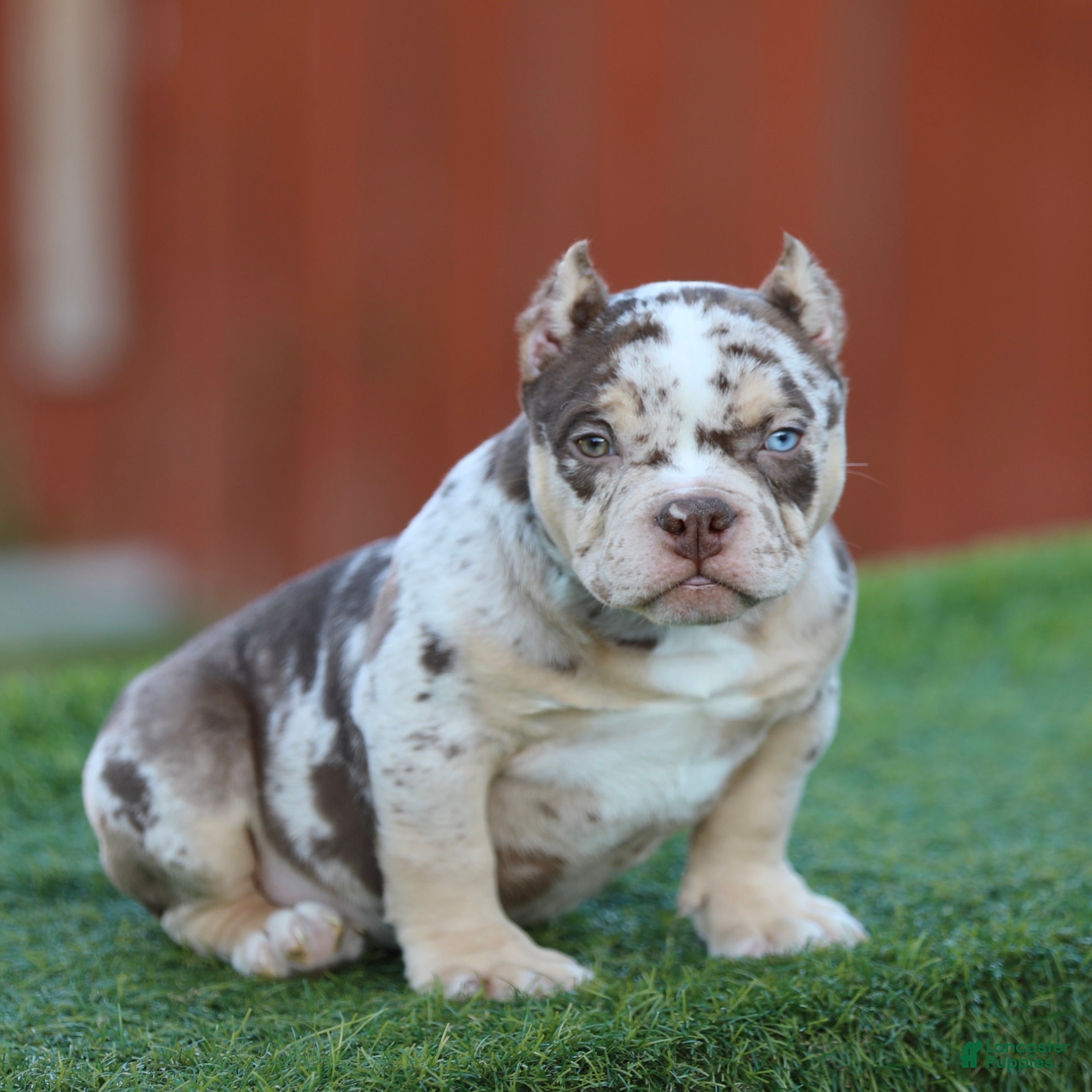American Bully dogs American Bully Puppy 3 - Ad 16