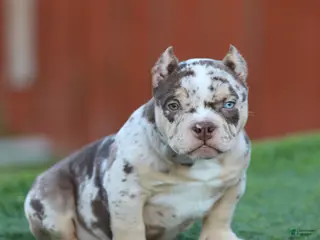 American Bully dogs American Bully Puppy 3 - Ad 8