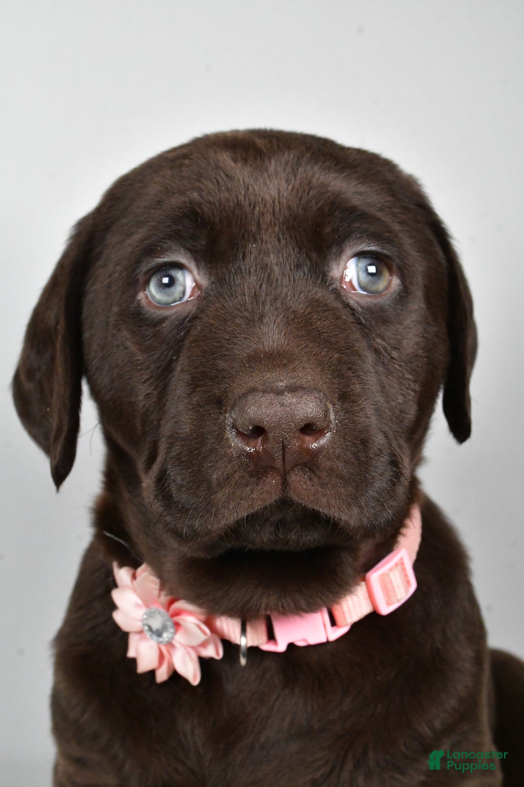 Labrador Retriever dogs for sale: Nova - Ad 6