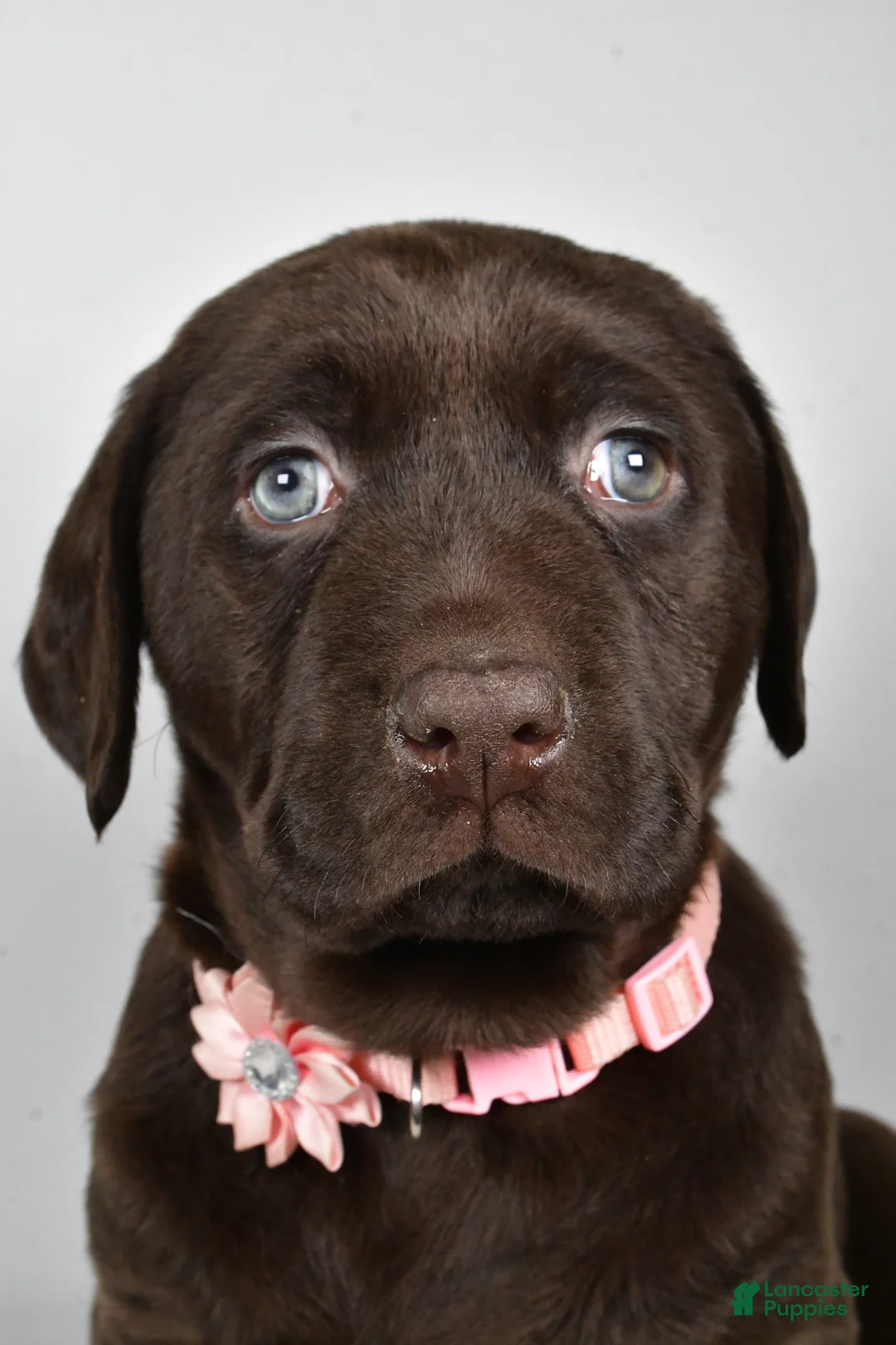 Labrador Retriever dogs for sale: Nova - Ad 6