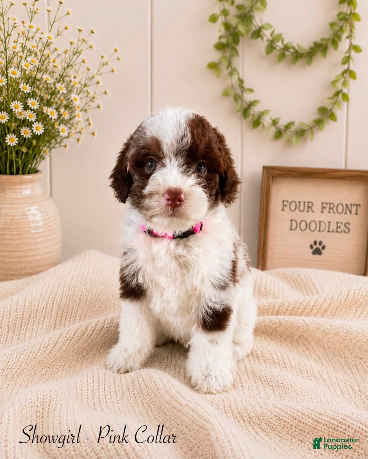 Bernedoodle dogs Bernedoodle 2 - Ad 1