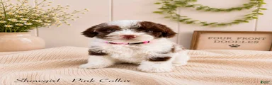 Bernedoodle 2