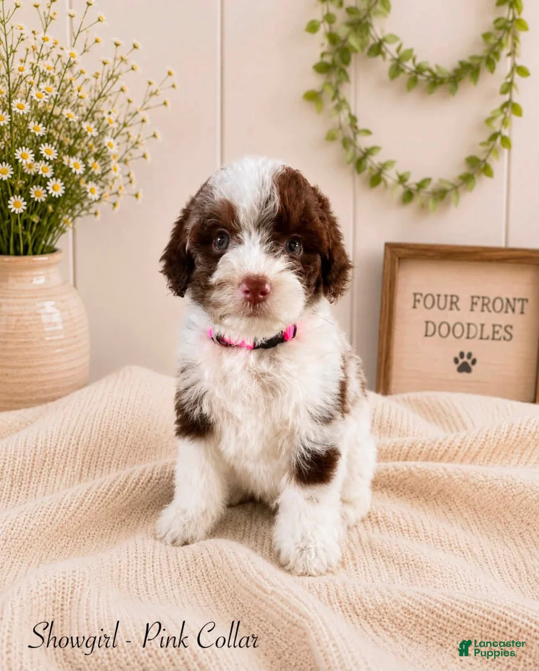 Bernedoodle dogs for sale: Bernedoodle 2 - Ad 1