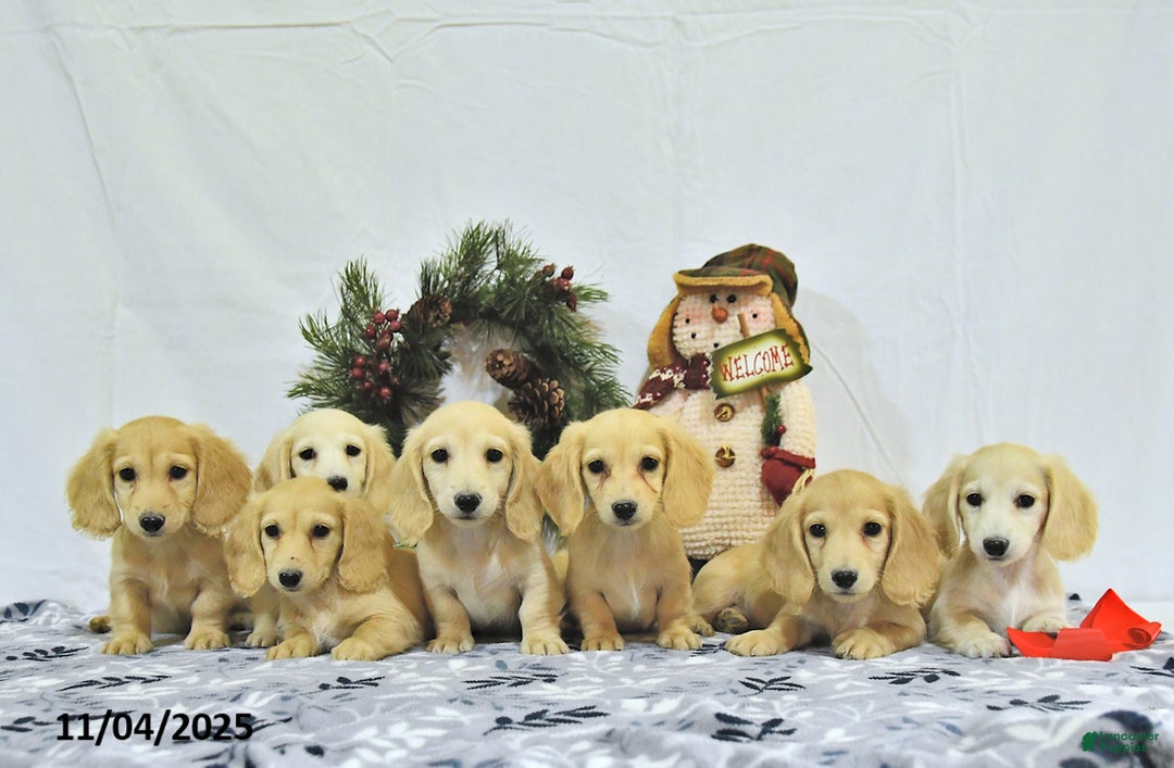 Miniature Dachshund dogs for sale: Ollie - Ad 15