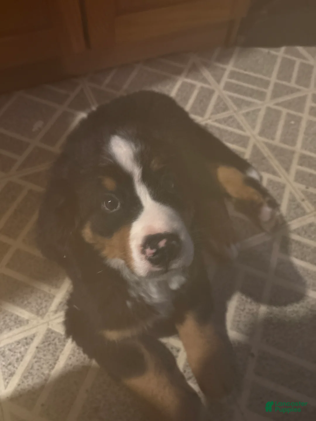 Bernese Mountain Dog dogs for sale: Bernese Mountain Dog Puppy 3 - Ad 1