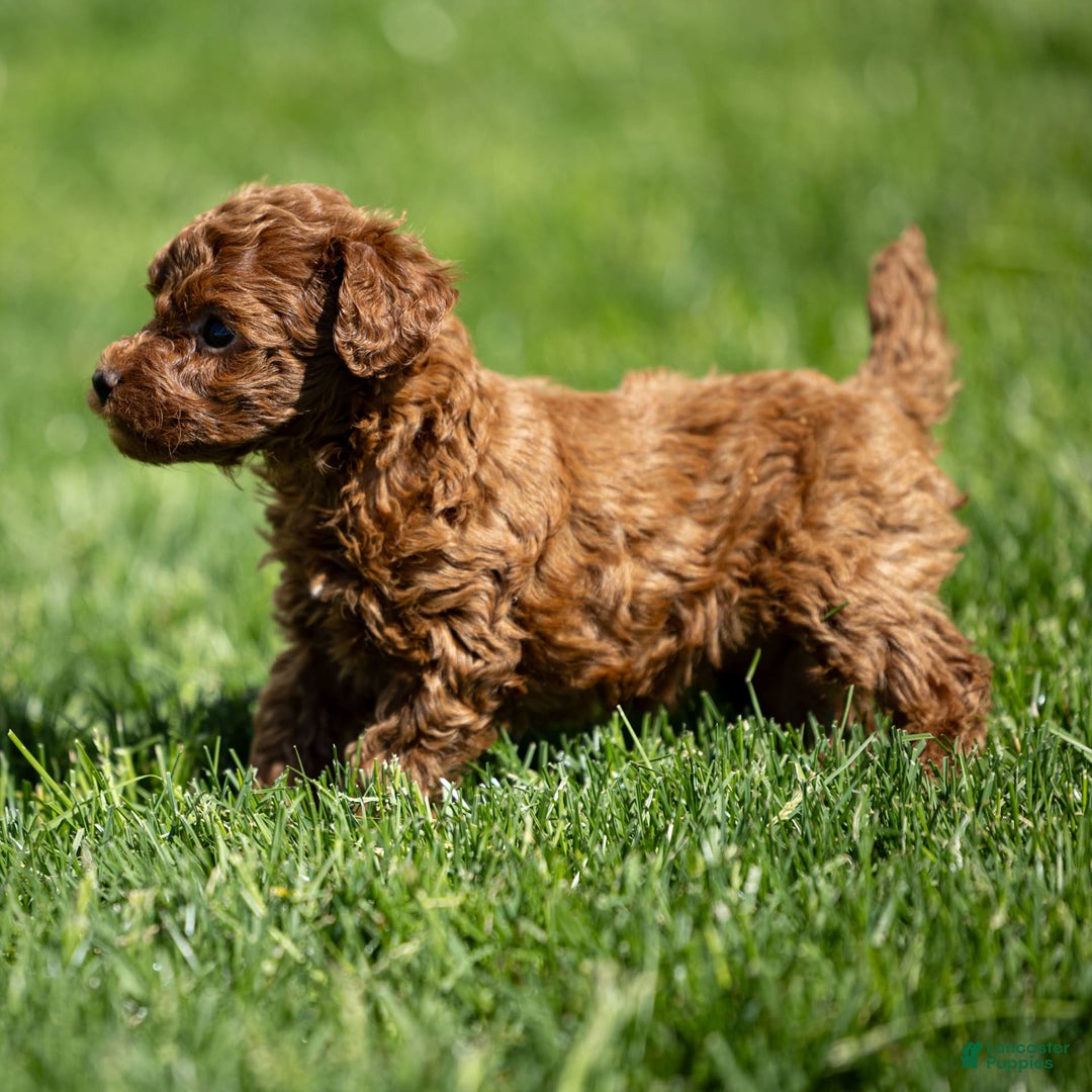 Toy Poodle dogs for sale: Ruby Belle - Ad 10
