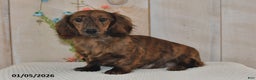 Miniature Dachshund dogs for sale: Cupcake - Ad 4
