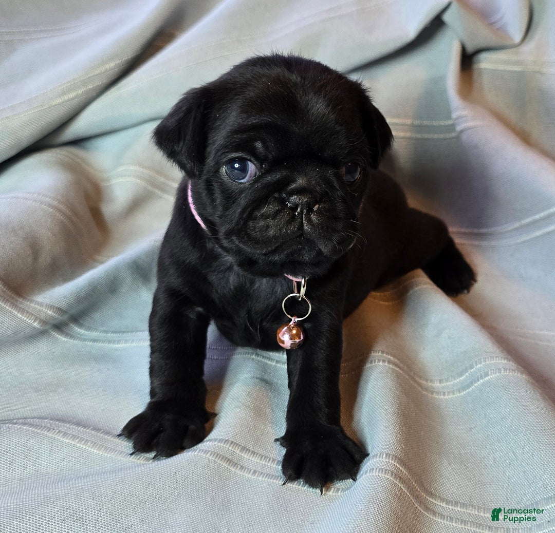 Pug dogs for sale: Elvira - Ad 5