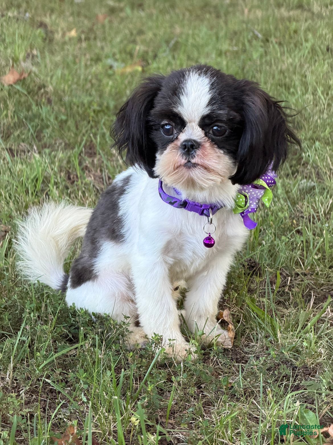 Shih Tzu dogs Lulu - Ad 2