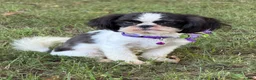 Shih Tzu dogs for sale: Lulu - Ad 2