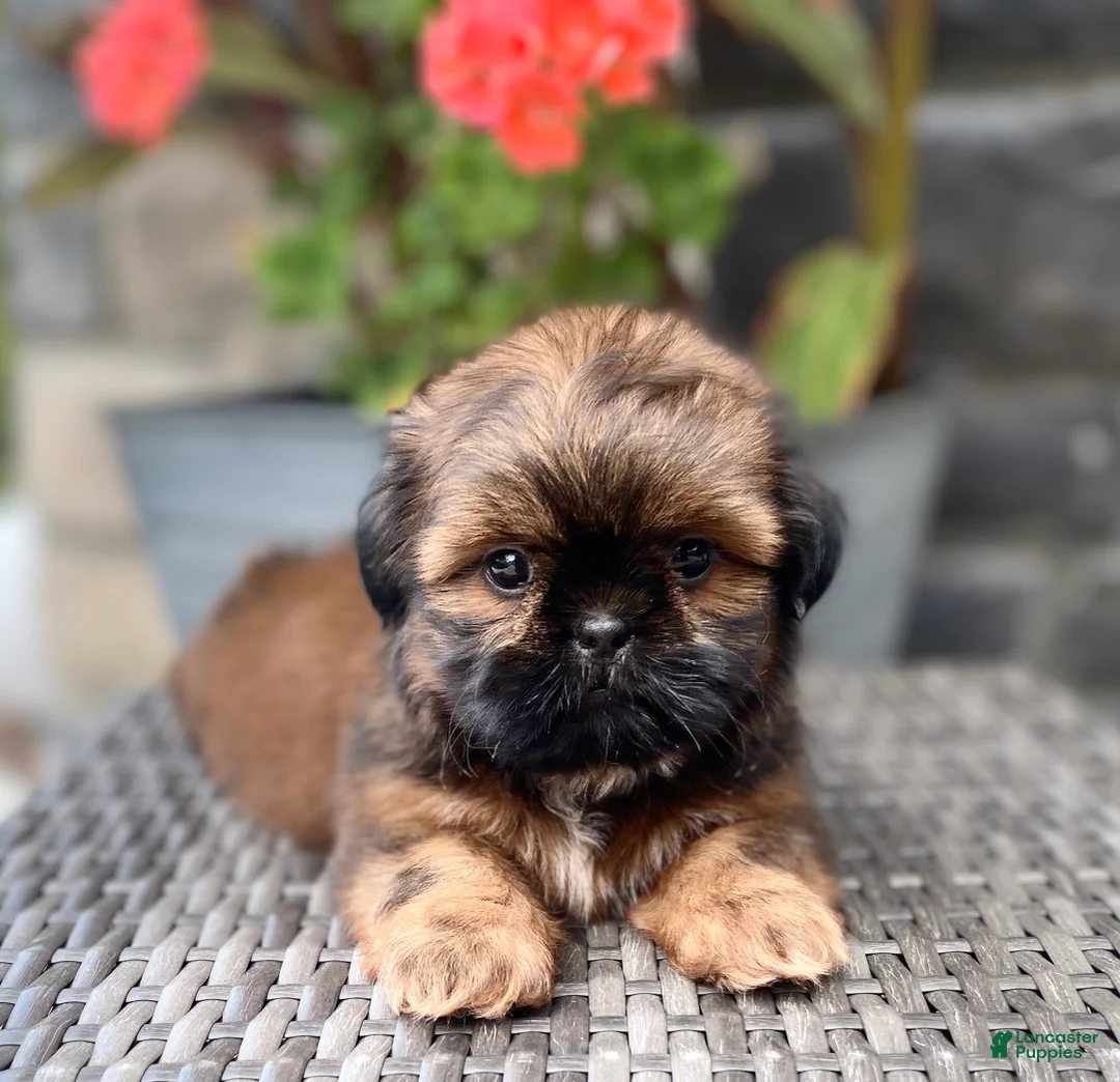 Shih Tzu dogs for sale: Lucy - Ad 1