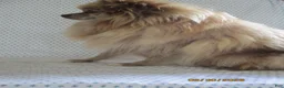 Pomeranian dogs for sale: Karla - Ad 5
