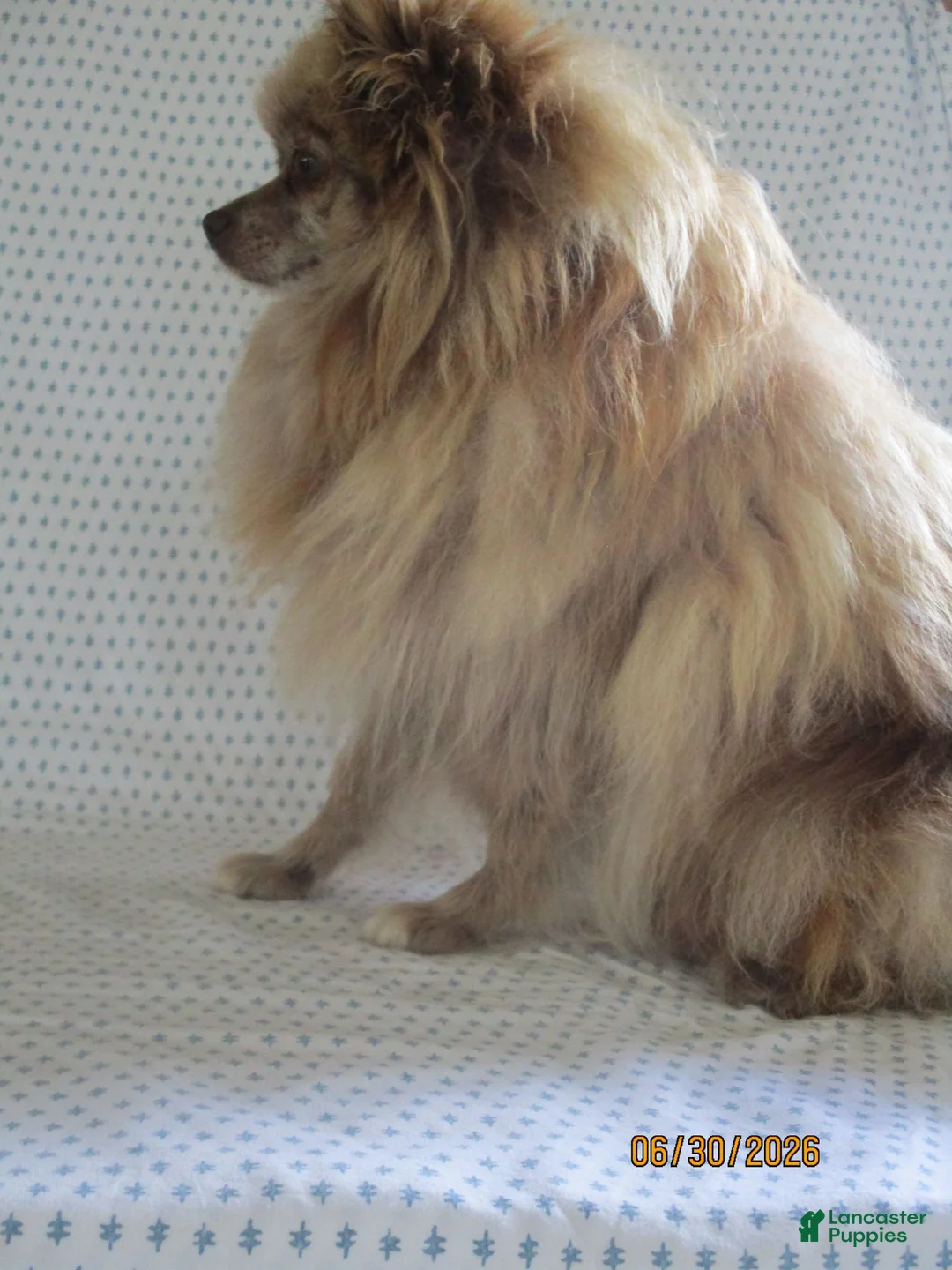 Pomeranian dogs for sale: Karla - Ad 5