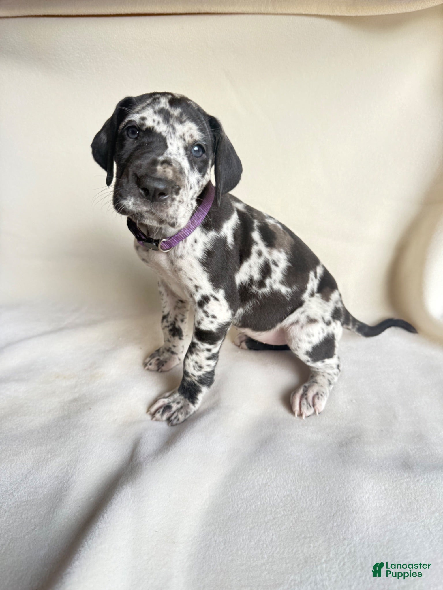 Happy- light pink Great Dane for sale in Baltimore | Lancaster Puppies