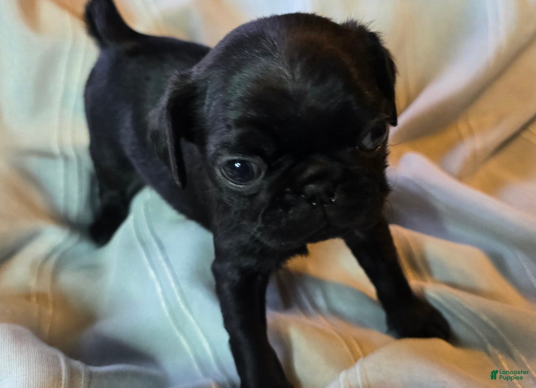 Pug dogs for sale: Elton - Ad 2