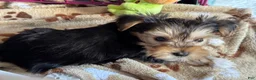 Yorkshire Terrier dogs for sale: Yorkshire Grey - Ad 9