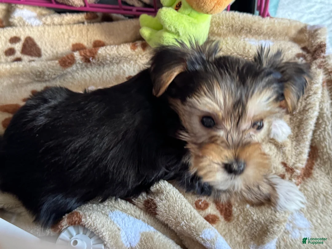 Yorkshire Terrier dogs for sale: Yorkshire Grey - Ad 9