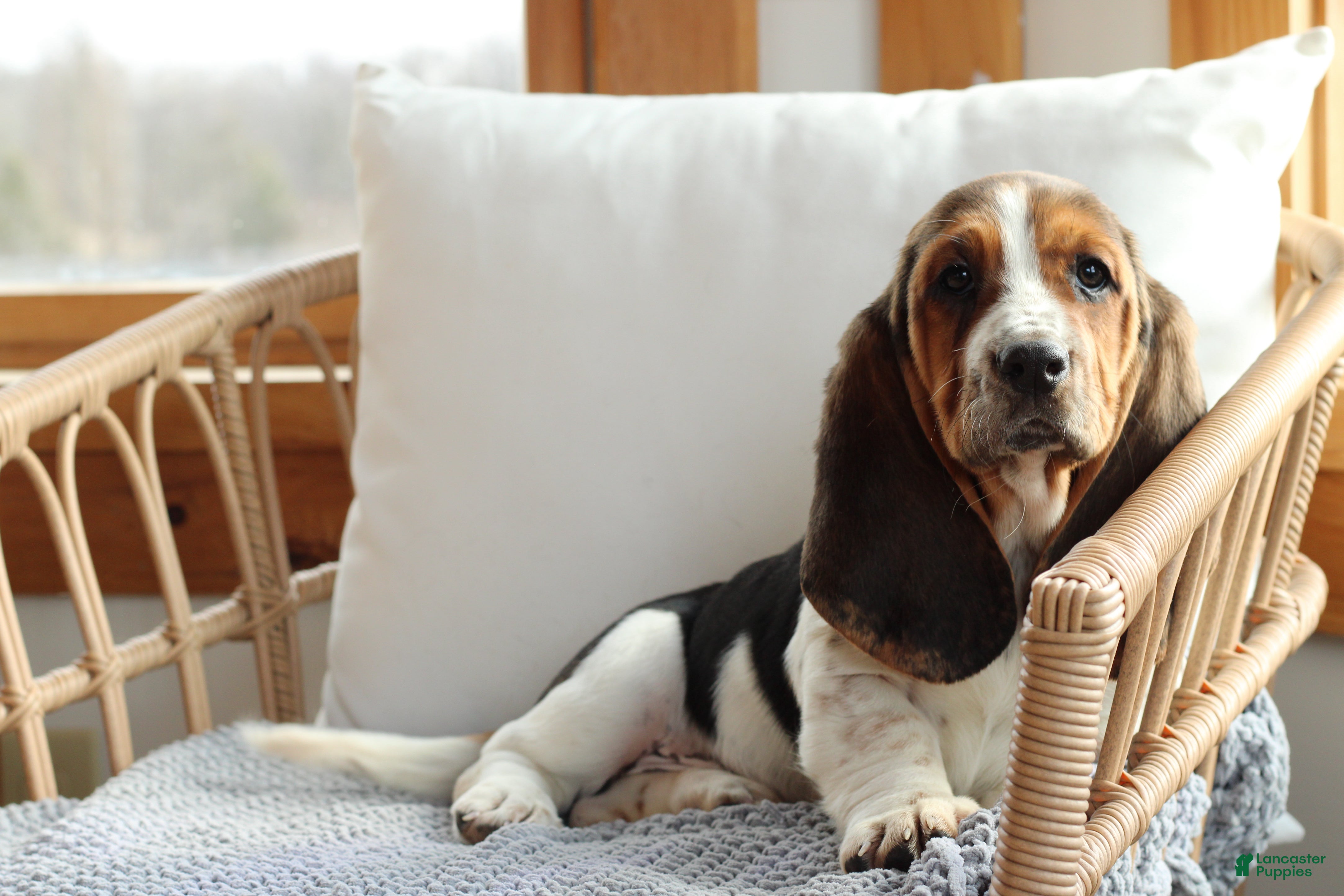 Basset Hound dogs Molly - Ad 2