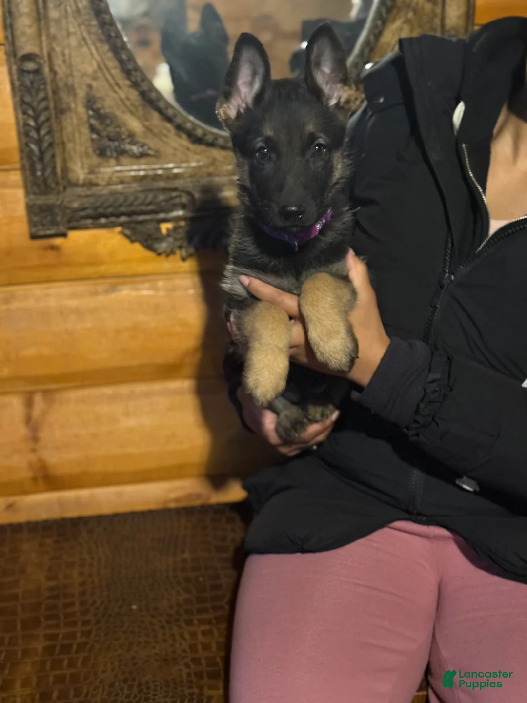 German Shepherd dogs for sale: Purple Collar Female 12-30 - Ad 2