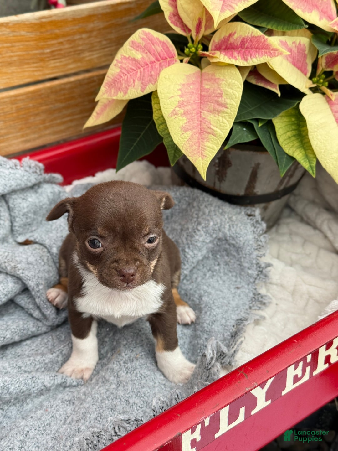 Chihuahua dogs for sale: Cozy - Ad 7