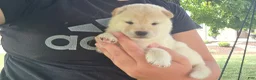 Shiba Inu dogs for sale: Crosby - Ad 13
